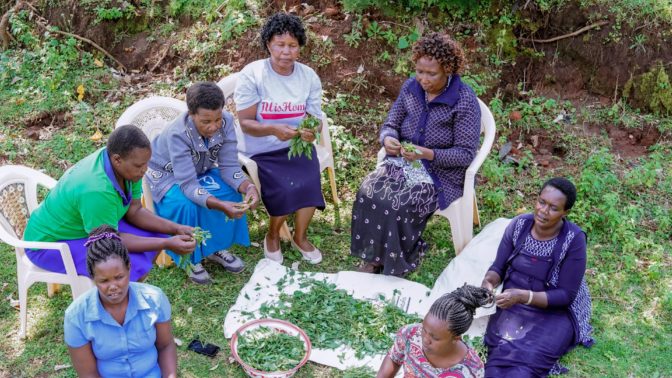 To prevent food and income loss due to environmental factors, Mace Foods improves the income and livelihoods of women and farmers by producing and selling dehydrated and dried spices, leafy vegetables and herbs in Kenya.